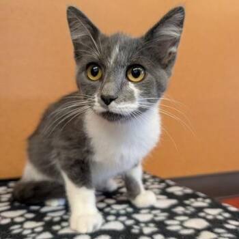 Gary -  Domestic Short Hair Cat for Adoption in Rochester, Minnesota - Gary | PetCurious