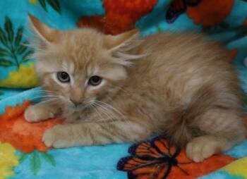 Rescue Domestic Medium Hair Cats for Adoption in Thief River Falls, Minnesota - Fire | PetCurious