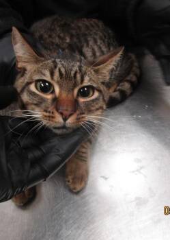 Domestic Short Hair Cats Available for Adoption in Marietta, Georgia - Tigger (648) | PetCurious