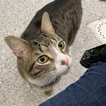 Maverick (formerly Willie) -  Domestic Short Hair and Mixed Breed Cat Available for Adoption in Enfield, New Hampshire - Maverick (formerly Willie) | PetCurious