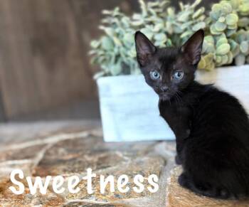 Sweetness -  Domestic Short Hair Cat for Adoption in Sebastian, Florida - Sweetness | PetCurious