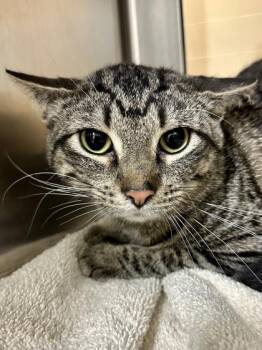 Domestic Short Hair Cats Available for Adoption in Wichita, Kansas - Thumper | PetCurious