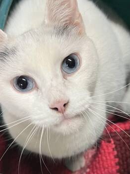ANa -  Domestic Short Hair Cat for Adoption in Stratford, Ontario - ANa | PetCurious