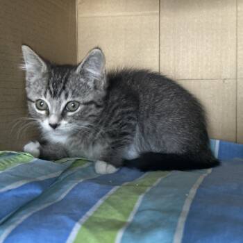 Rescue Domestic Short Hair Cats for Adoption in Springtown, Texas - Andie | PetCurious