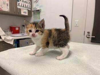 Domestic Short Hair Cats Available for Adoption in Kansas City, Missouri - Ember | PetCurious