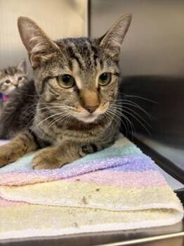 Domestic Short Hair Cats Available for Adoption in West Chester, Pennsylvania - Destiny | PetCurious