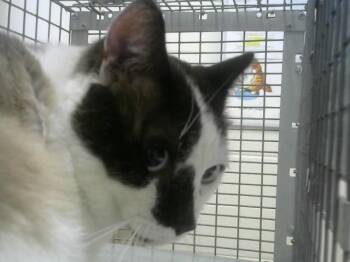 ESPIAN -  Domestic Short Hair Cat for Adoption in Loveland, Colorado - ESPIAN | PetCurious