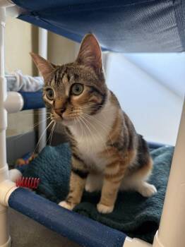 Domestic Short Hair Cats Available for Adoption - Odetta | PetCurious