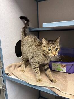 Paula Red -  Domestic Short Hair Cat for Adoption in Liverpool, New York - Paula Red | PetCurious