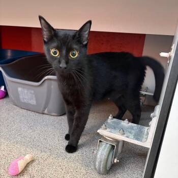 Mystery -  Domestic Short Hair Cat for Adoption in Sarasota, Florida - Mystery | PetCurious
