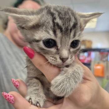 Domestic Short Hair Cats Available for Adoption in Lake Panasoffkee, Florida - Spinach | PetCurious