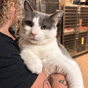 Bewoo (FIV) -  Domestic Short Hair Cat for Adoption in Myerstown, Pennsylvania - Bewoo (FIV) | PetCurious