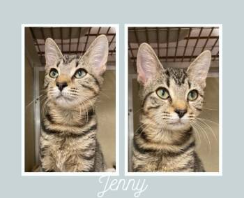 Rescue Domestic Short Hair Cats for Adoption in Pierceton, Indiana - Jenny | PetCurious