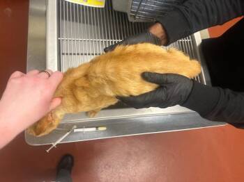 FrenchFry -  Domestic Short Hair Cat Available for Adoption in Douglasville, Georgia - FrenchFry | PetCurious