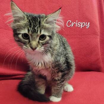 Crispy -  Domestic Long Hair Cat for Adoption in Parkersburg, West Virginia - Crispy | PetCurious