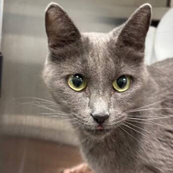 Ariel -  Domestic Short Hair Cat for Adoption in League City, Texas - Ariel | PetCurious
