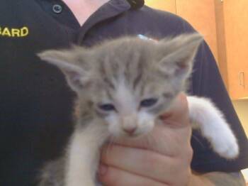 Rescue Domestic Short Hair Cats for Adoption in Sacramento, California - SABRINA | PetCurious