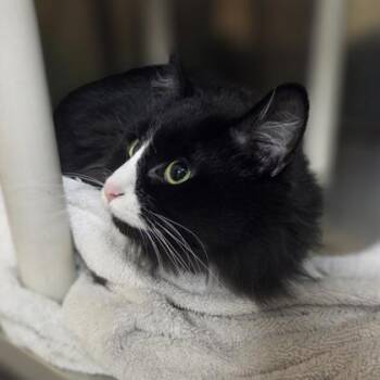 Tootsie Roll -  Domestic Long Hair and Domestic Short Hair Cat for Adoption in Westland, Michigan - Tootsie Roll | PetCurious