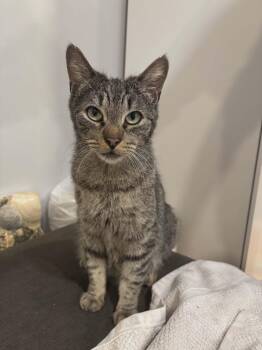 Tabby Cats Available for Adoption in Bayonne, New Jersey - Coral | PetCurious