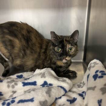 Rescue Domestic Short Hair Cats for Adoption in Beaumont, Texas - Patricia | PetCurious