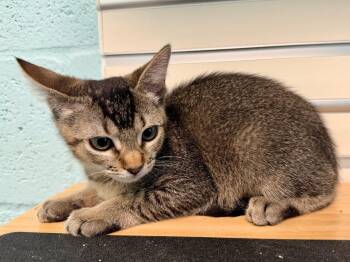 Gotcha -  Domestic Short Hair Cat for Adoption in Cape Coral, Florida - Gotcha | PetCurious