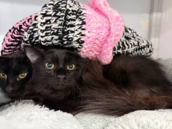 Vega -  Domestic Medium Hair Cat for Adoption in Raleigh, North Carolina - Vega | PetCurious