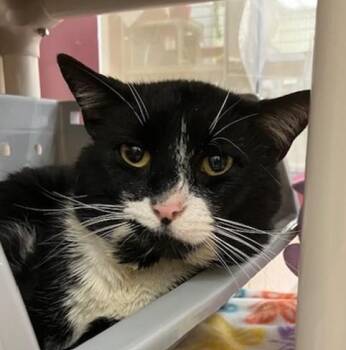 Domestic Short Hair Cats Available for Adoption - CHARLIE BROWN | PetCurious