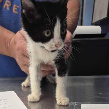 Wanda -  Domestic Short Hair Cat for Adoption in Summerlee, West Virginia - Wanda | PetCurious