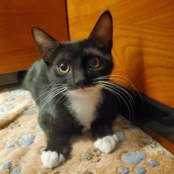 Rescue Domestic Short Hair Cats for Adoption in Wantagh, New York - Billy | PetCurious