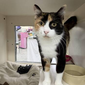 Claire -  Domestic Short Hair Cat for Adoption in Mokena, Illinois - Claire | PetCurious