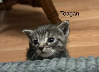 Teagan -  Domestic Short Hair Cat for Adoption in Tampa, Florida - Teagan | PetCurious