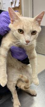 Rescue Domestic Short Hair Cats for Adoption in Marietta, Georgia - (640) | PetCurious