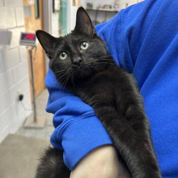 Domestic Short Hair Cats Available for Adoption - Bonnaroo 28324 | PetCurious