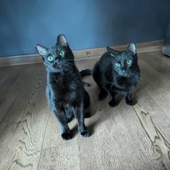 Domestic Short Hair Cats Available for Adoption in Fort Worth, Texas - Jack & Jay Jay (bonded Pair) | PetCurious