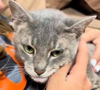 Teena -  Domestic Short Hair Cat for Adoption - Teena | PetCurious