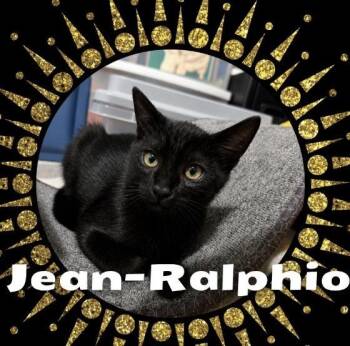 Jean Ralphio -  Domestic Short Hair Cat for Adoption in Gardena, California - Jean Ralphio | PetCurious