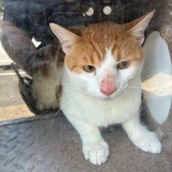 Eifel -  Domestic Short Hair Cat for Adoption in Greensboro, North Carolina - Eifel | PetCurious