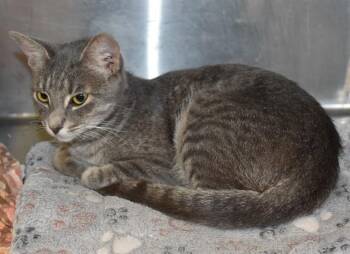 HESTER -  Domestic Short Hair Cat for Adoption in Sarasota, Florida - HESTER | PetCurious