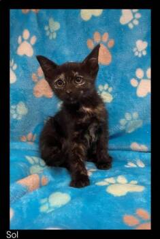 Sol -  Domestic Short Hair Cat for Adoption in Chino Valley, Arizona - Sol | PetCurious