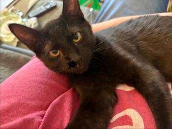 Little Bragg -  Domestic Short Hair Cat for Adoption in Pasco, Washington - Little Bragg | PetCurious