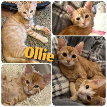 Ollie -  Domestic Short Hair Cat for Adoption in Hollister, California - Ollie | PetCurious