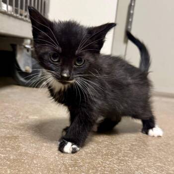 Riot -  Domestic Short Hair Cat for Adoption in Cody, Wyoming - Riot | PetCurious