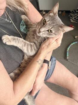Storm -  Domestic Short Hair Cat for Adoption in Ferndale, Michigan - Storm | PetCurious