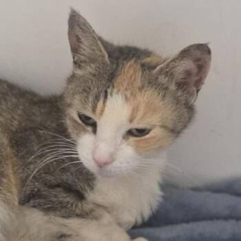 Gracie -  Domestic Short Hair Cat for Adoption in Philadelphia, Pennsylvania - Gracie | PetCurious