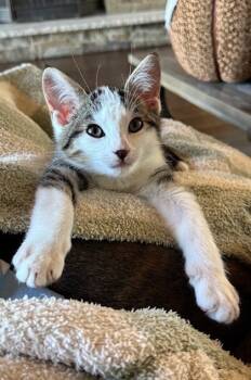 Rescue Domestic Short Hair Cats for Adoption in Anderson, Indiana - David | PetCurious