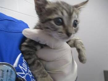 A383135 -  Domestic Short Hair Cat for Adoption in Ocala, Florida - A383135 | PetCurious