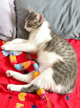 Rescue Domestic Short Hair Cats for Adoption in Calgary, Alberta - Budgie | PetCurious