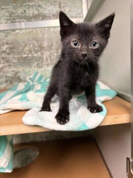 Domestic Short Hair Cats Available for Adoption in Paducah, Kentucky - Jasper | PetCurious