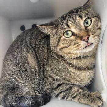 Rescue Domestic Short Hair Cats for Adoption in Olathe, Kansas - DREW | PetCurious