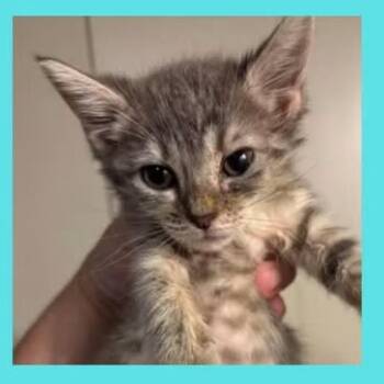 Wobble -  Domestic Short Hair Cat for Adoption in Dekalb, Illinois - Wobble | PetCurious